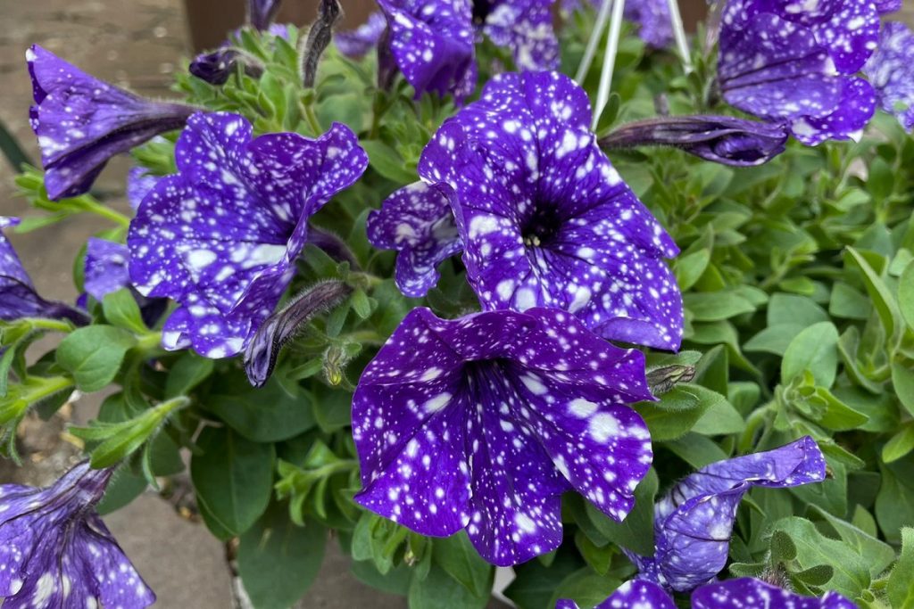 Petunia Constellation