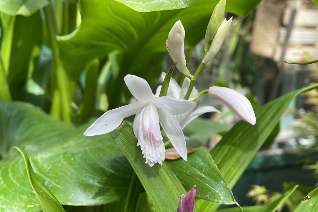 coltivare la Bletilla striata