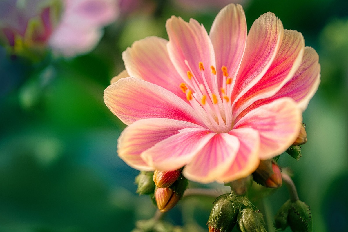 coltivare la Lewisia
