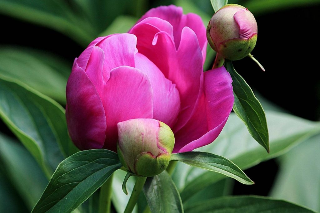coltivare-le-Peonie-erbacee