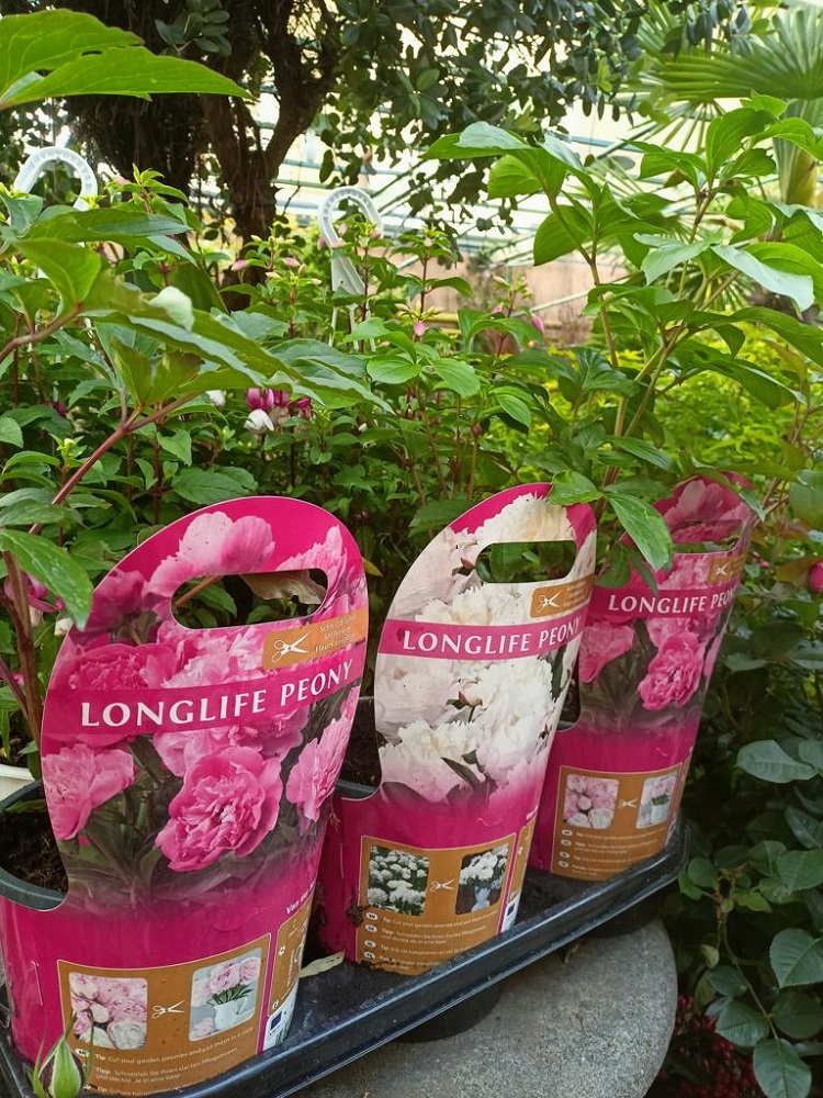 coltivare le Peonie erbacee