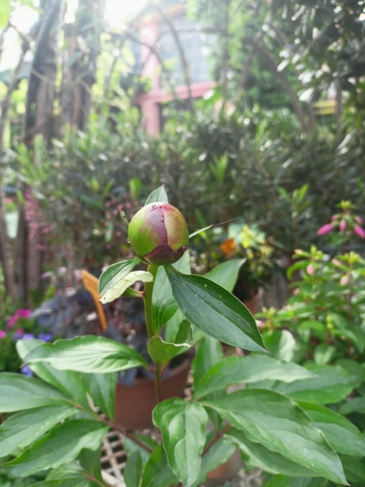 coltivare le Peonie erbacee