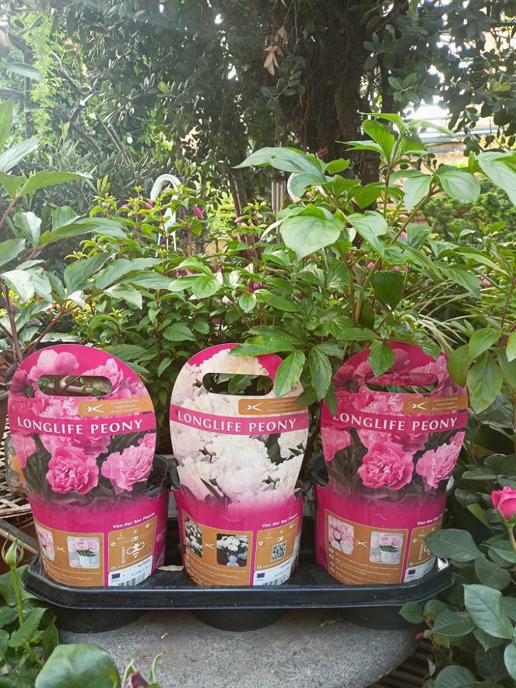 coltivare le Peonie erbacee