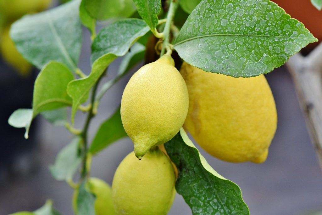 curare il Mal Secco sul Limone