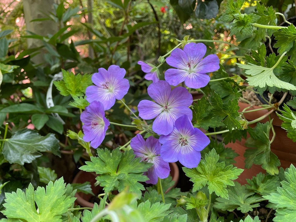 coltivare il Geranium Rozanne