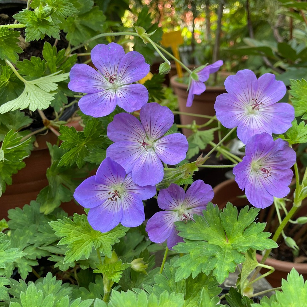 coltivare il Geranium Rozanne