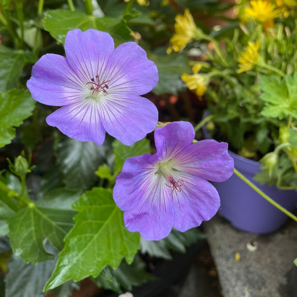 coltivare il Geranium Rozanne