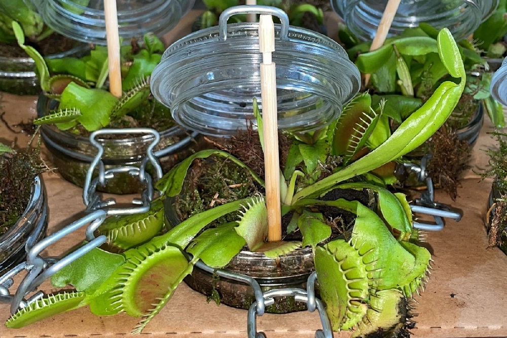 coltivare la Dionaea