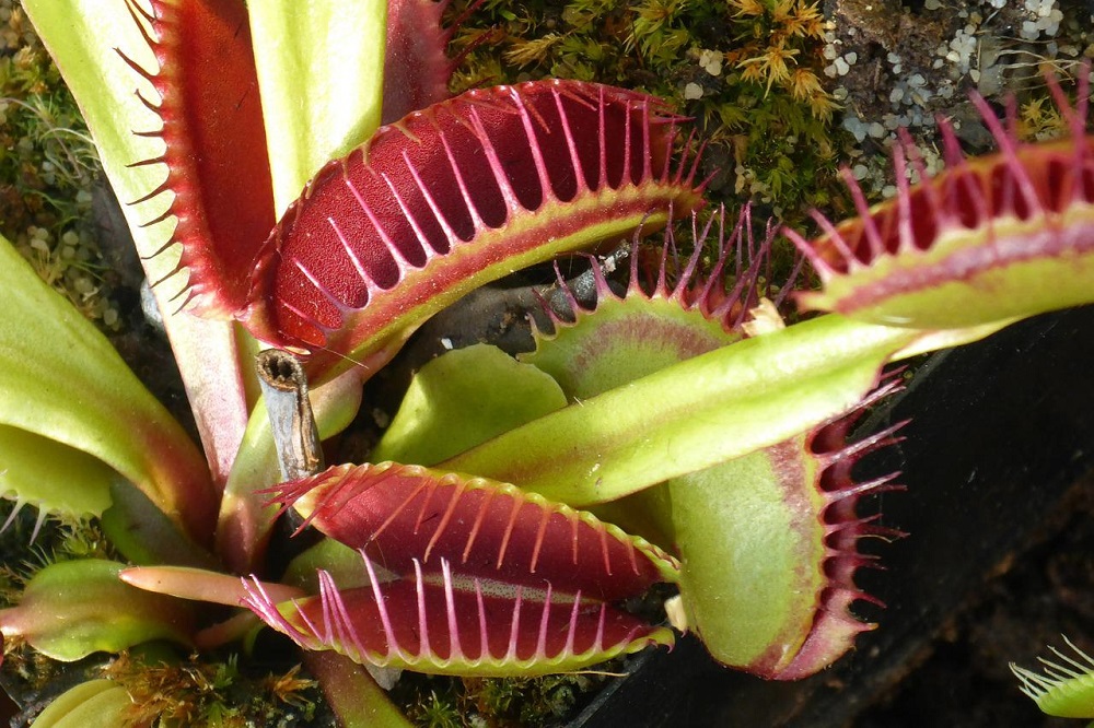 coltivare la Dionaea