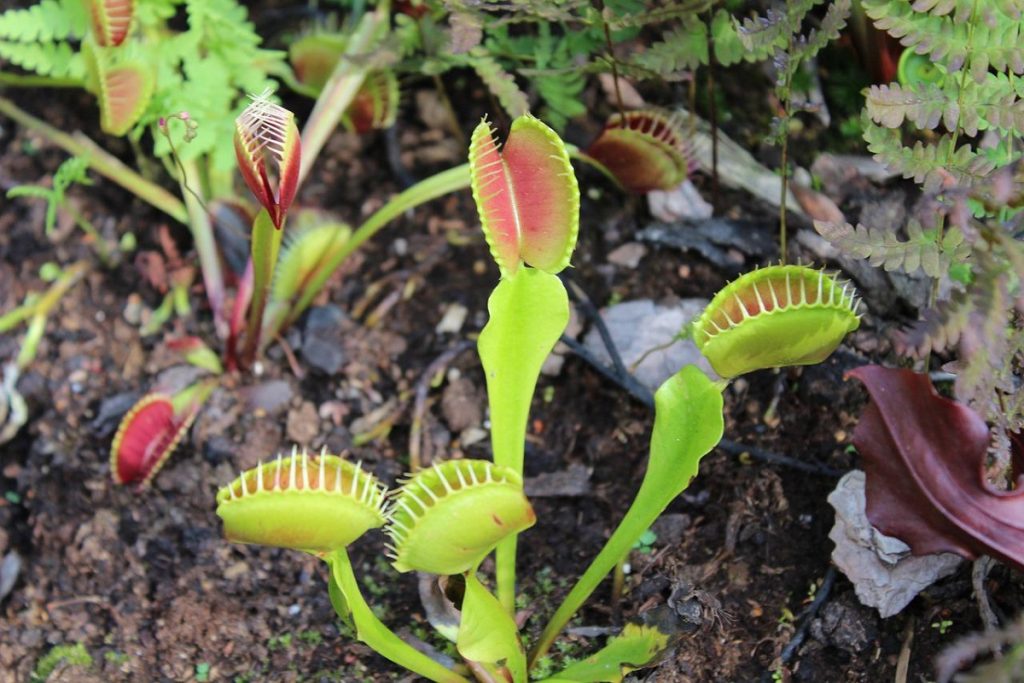 coltivare la Dionaea