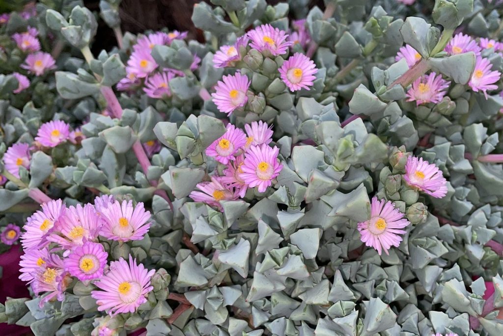 coltivare la Oscularia deltoides