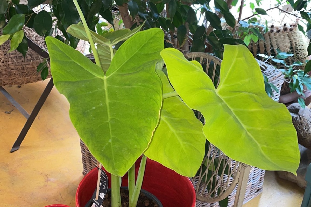 coltivare la Xanthosoma