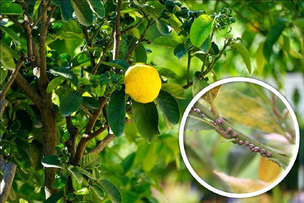 eliminare le Cocciniglie dagli Agrumi