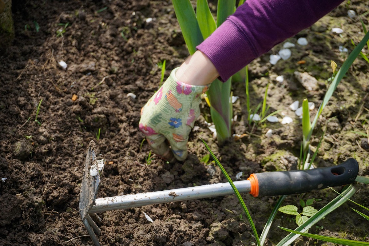 eliminare le infestanti dal giardino