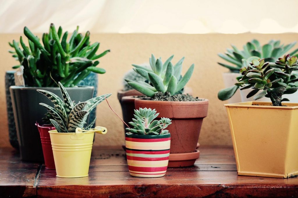 Differenza tra cactus e succulente