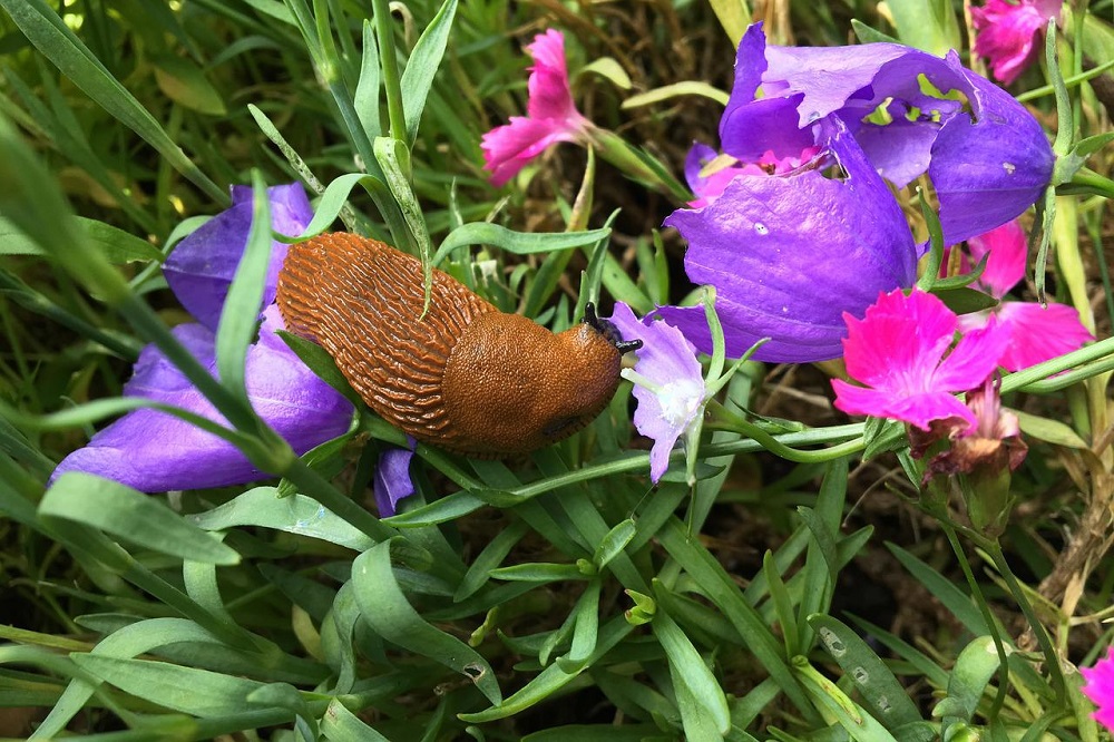 allontanare dal giardino le Lumache