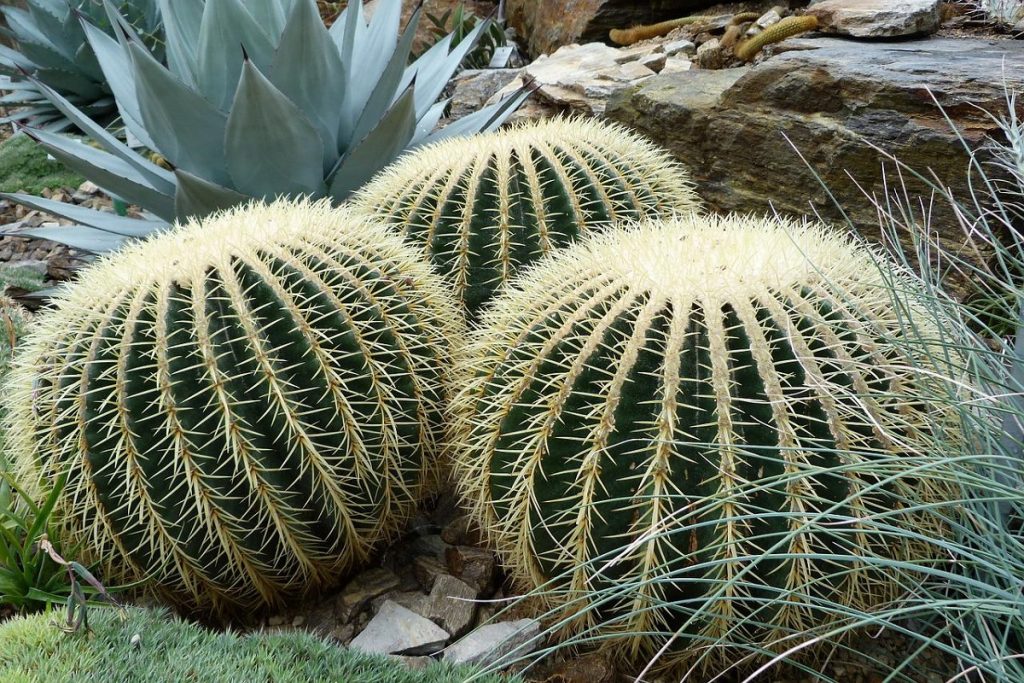 coltivare gli Echinocactus