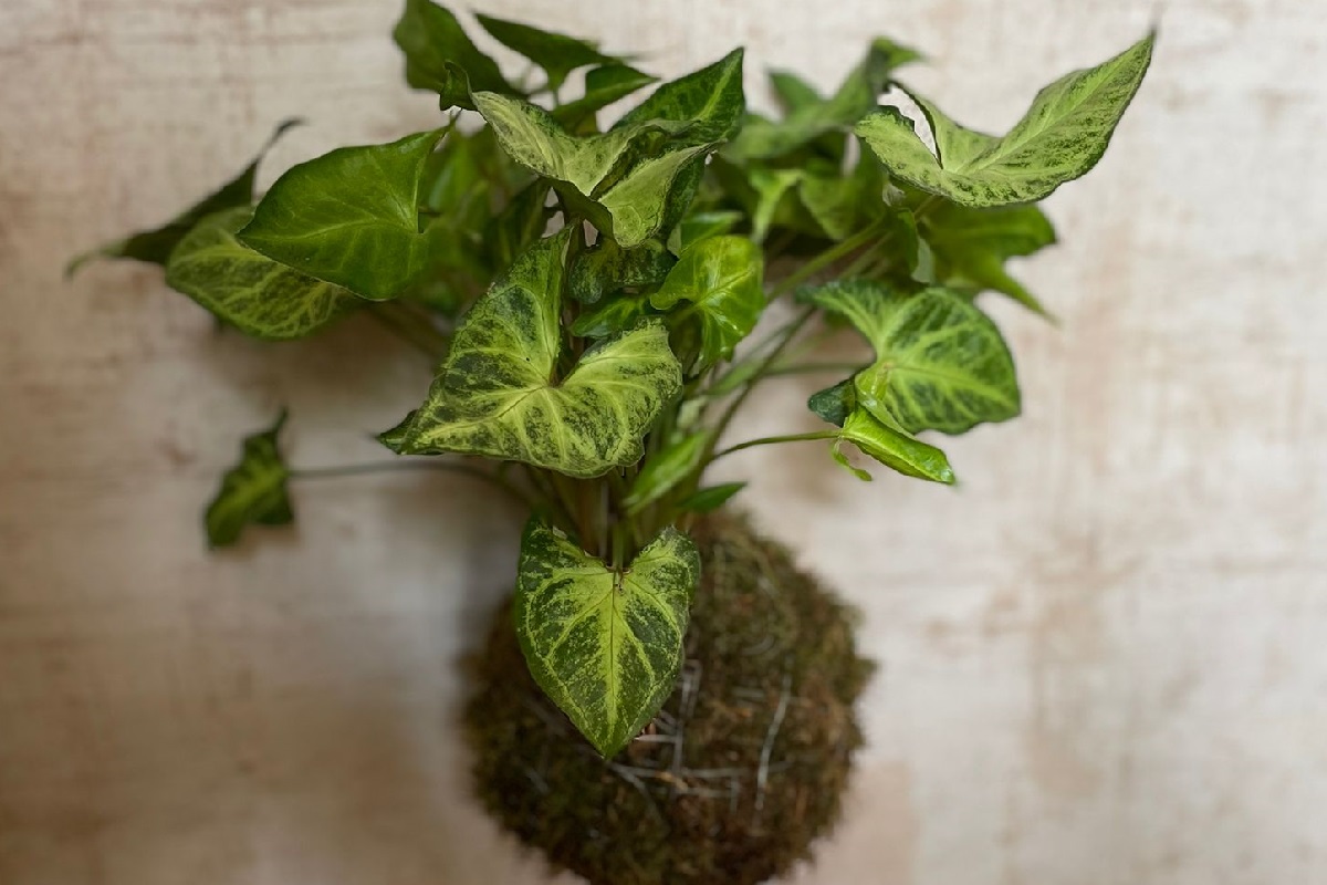 coltivare il Syngonium