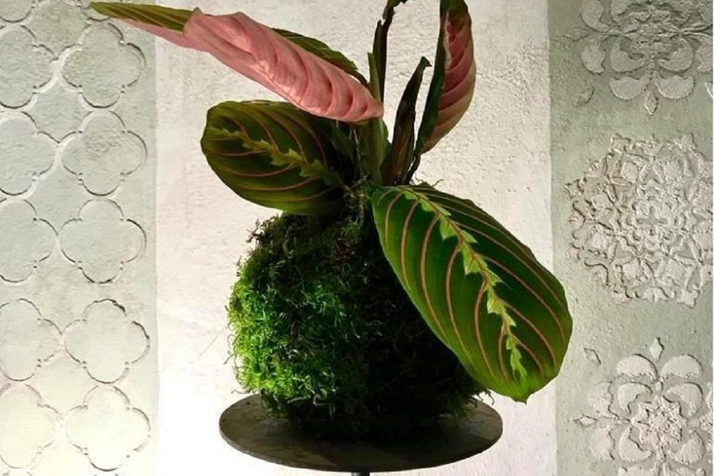 irrigare un Kokedama