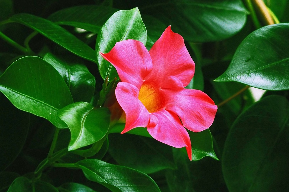 Piante adatte ai climi marini - Dipladenia