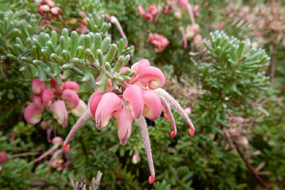 Piante adatte ai climi marini - Grevillea Rondeaù