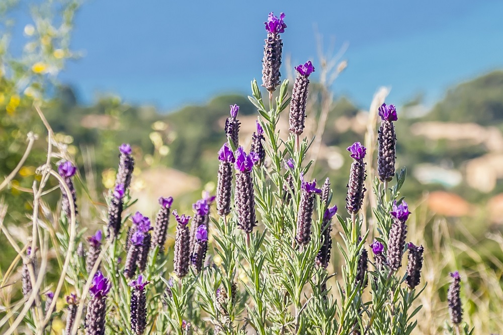 Piante adatte ai climi marini - Lavanda