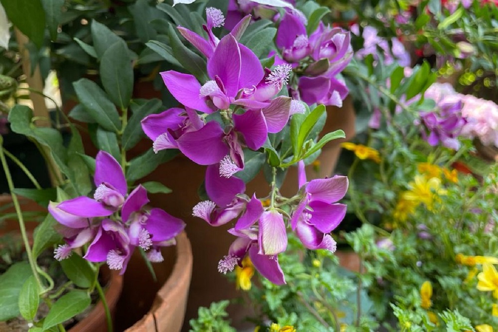 Piante adatte ai climi marini - Polygala