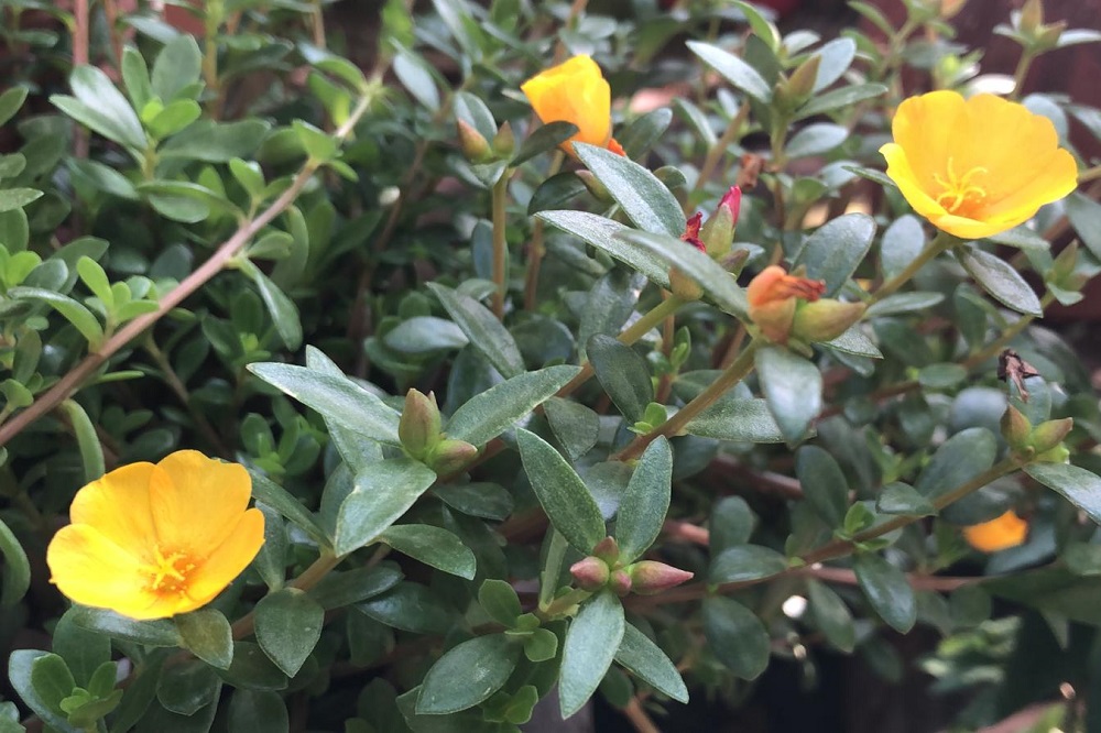 Piante adatte ai climi marini - Portulaca grandiflora