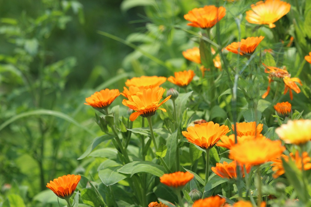 Piante anti zanzare - Calendula officinalis
