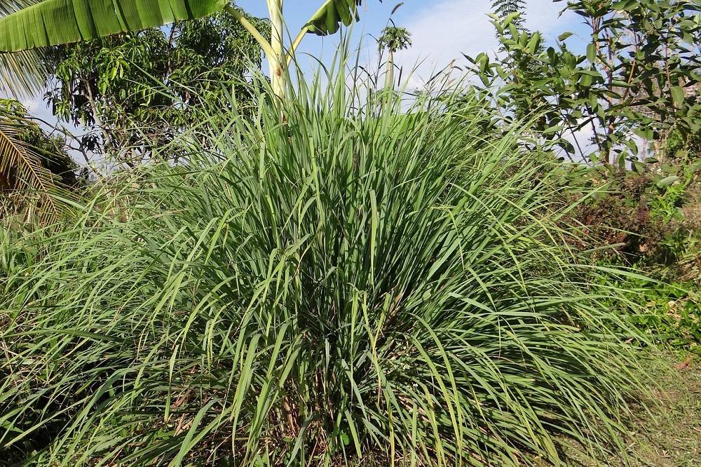 Piante anti zanzare - Citronella