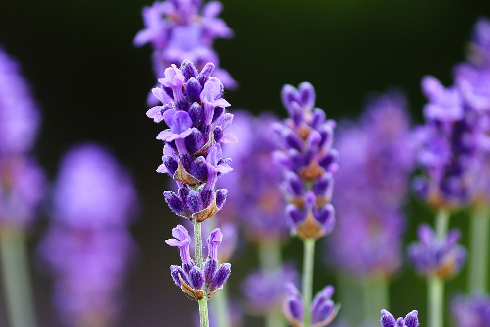Piante anti zanzare - Lavandula