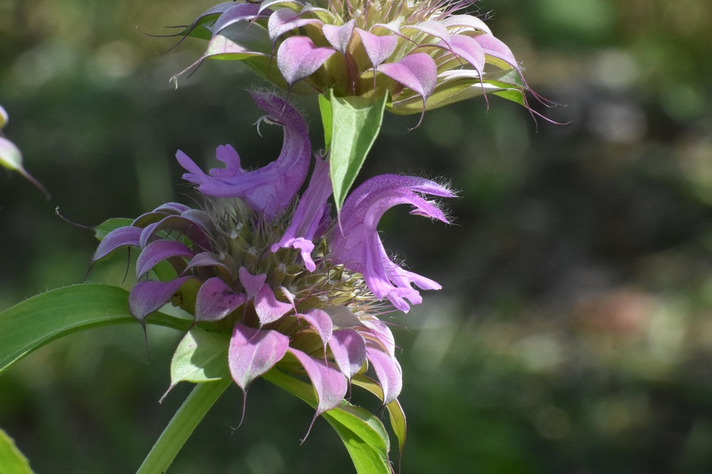 Piante anti zanzare - Monarda punctata