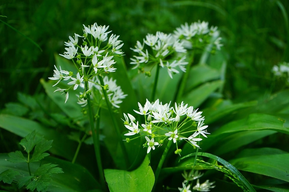 Piante aromatiche che fioriscono in estate - Aglio Orsino