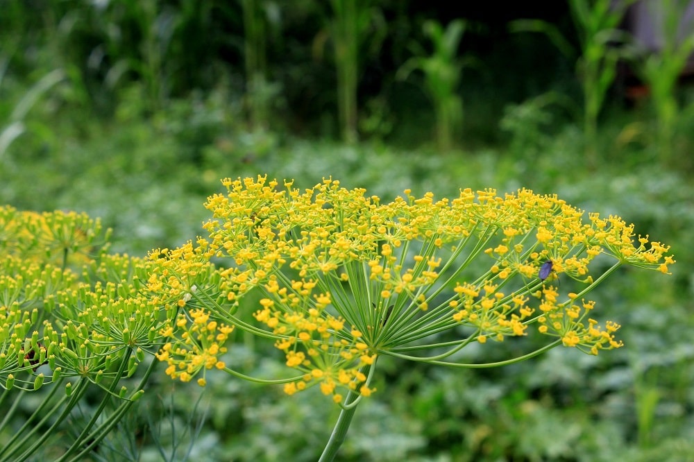 Piante aromatiche che fioriscono in estate - Aneto