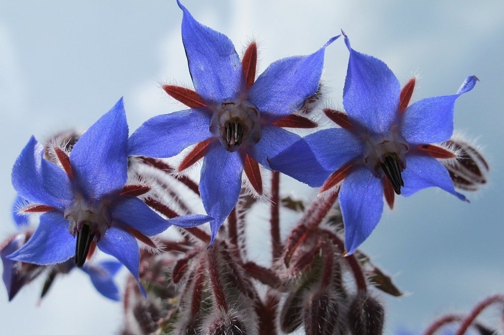 Piante aromatiche che fioriscono in estate - Borragine