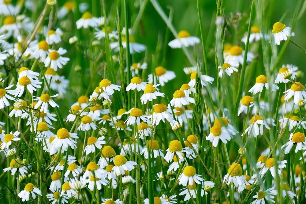 Piante aromatiche che fioriscono in estate - Camomilla