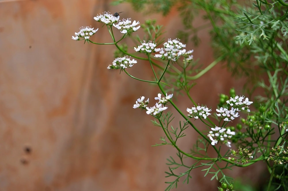Piante aromatiche che fioriscono in estate - Coriandolo