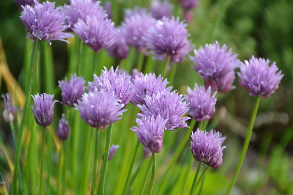 Piante aromatiche che fioriscono in estate - Erba cipollina