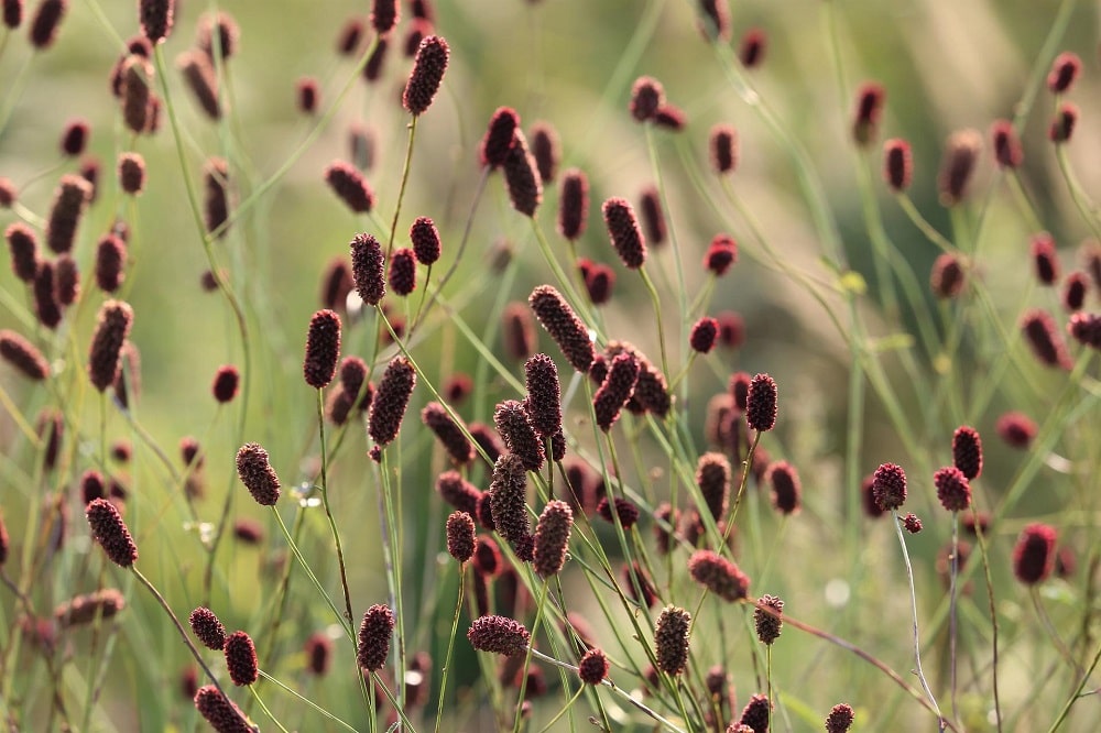 Piante aromatiche che fioriscono in estate - Pimpinella