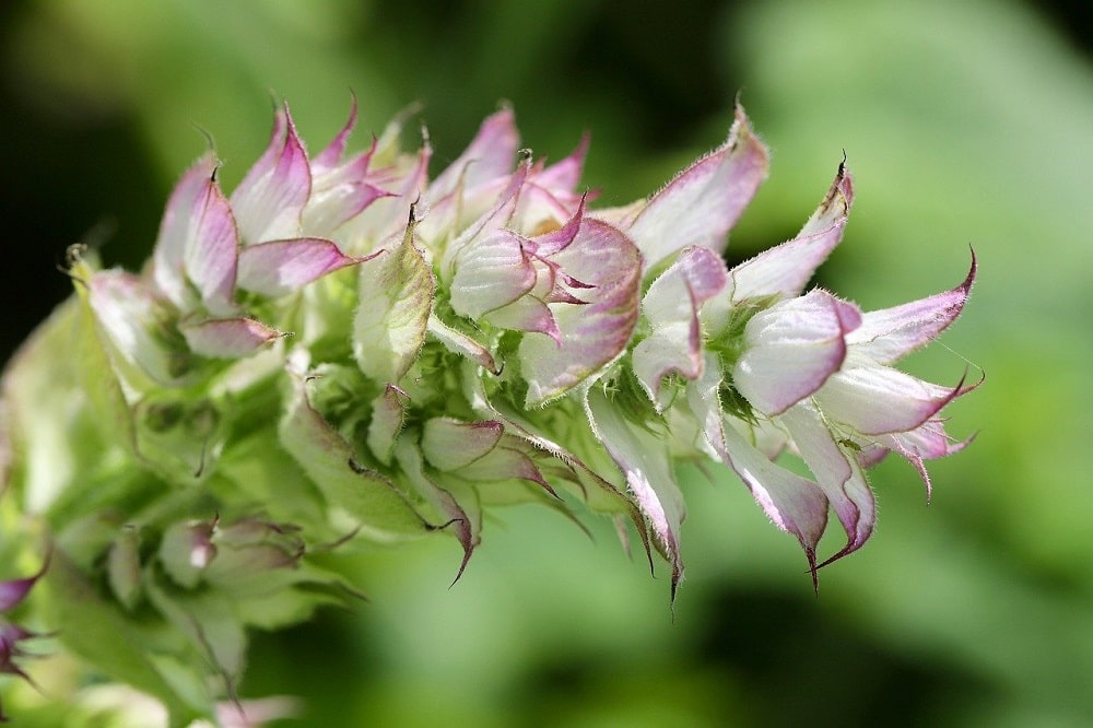 Piante aromatiche che fioriscono in estate - Salvia sclarea