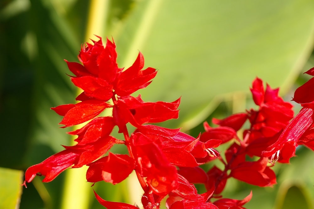 Piante aromatiche che fioriscono in estate - Salvia splendens