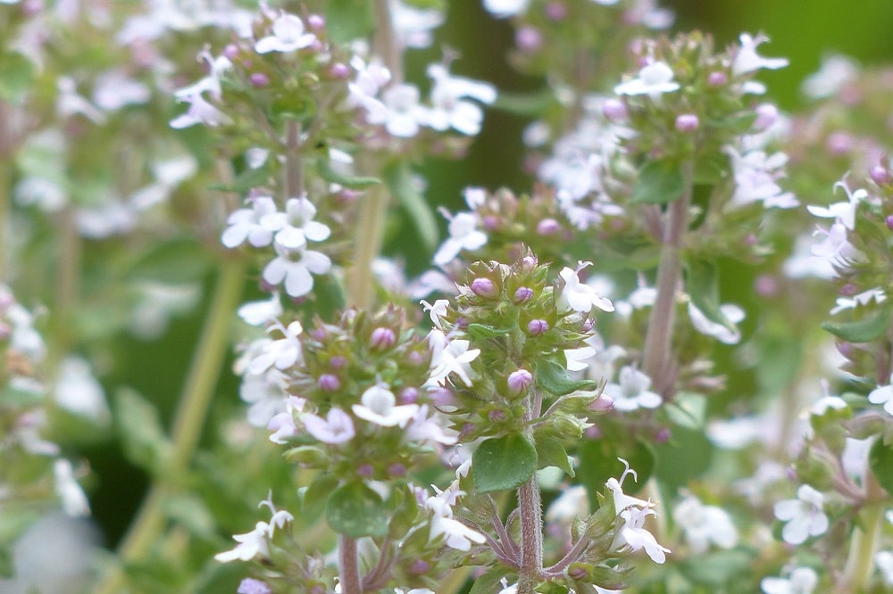 Piante aromatiche che fioriscono in estate - Timo