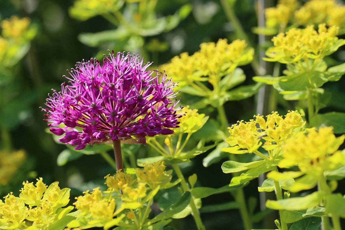 Piante aromatiche che fioriscono in estate