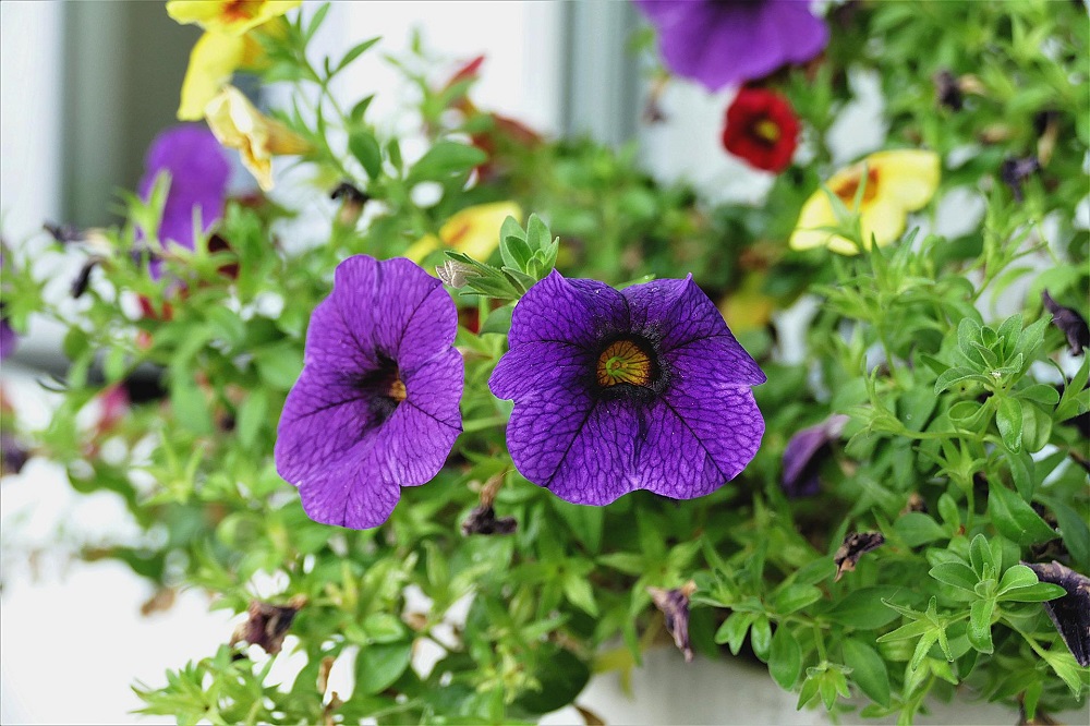 Piante ricadenti per il balcone - Calibrachoa
