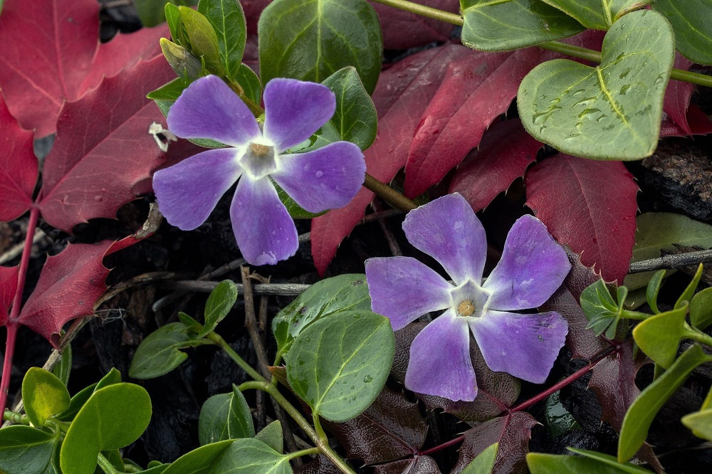Piante ricadenti per il balcone - Vinca minor