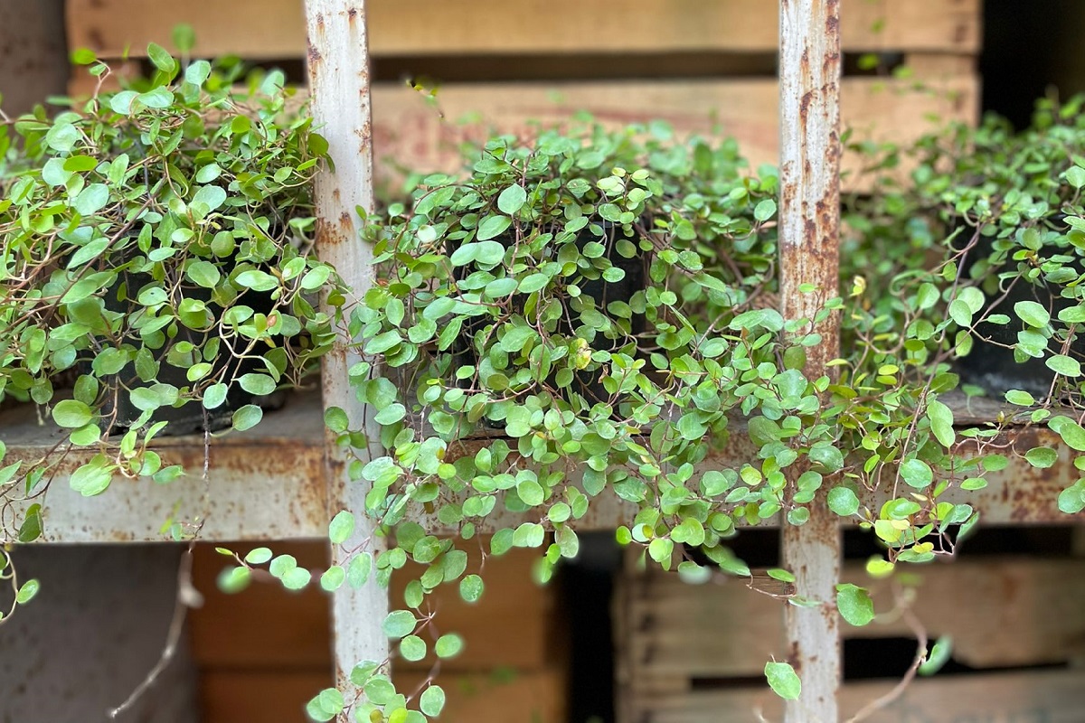 coltivare la Muehlenbeckia