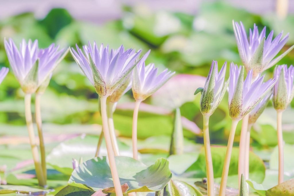 coltivare le piante acquatiche