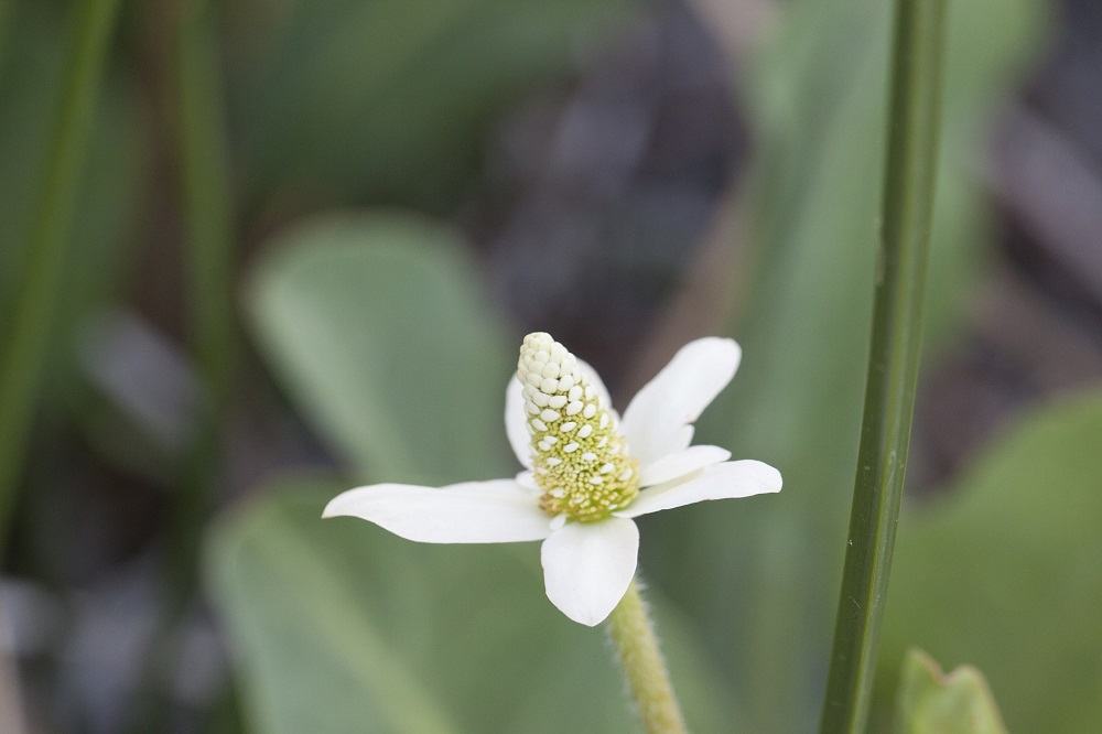coltivare le piante acquatiche - Paludose - Anemopsis californica