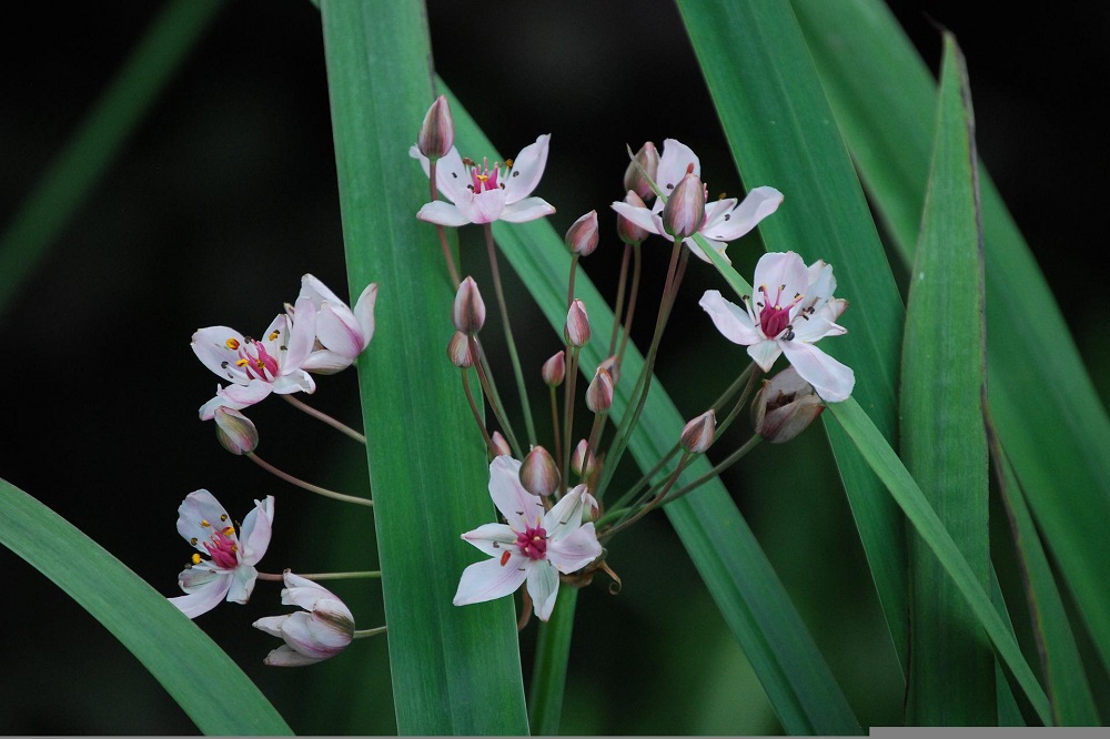 coltivare le piante acquatiche - Paludose - Butomus umbellatus