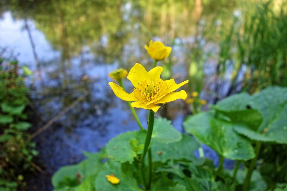 coltivare le piante acquatiche - Paludose - Caltha palustris